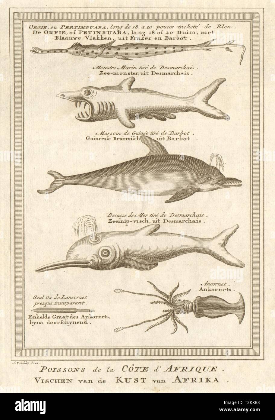 Pesce africano. Cornetfish. Lo squalo elefante. Dolphin. Seasnipe. Calamari. SCHLEY 1748 Foto Stock