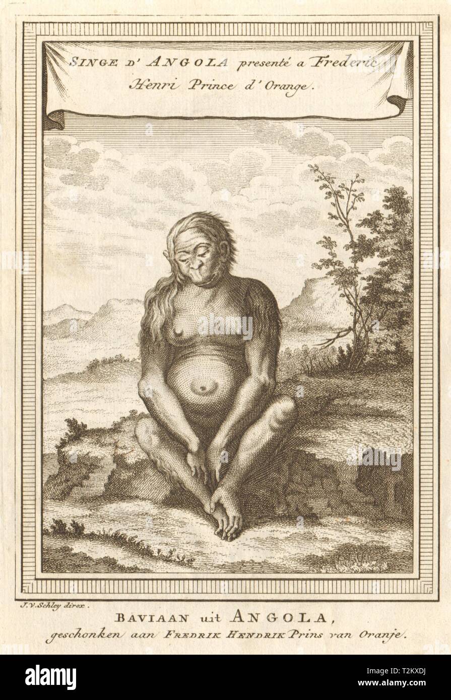 Monkey dall Angola, presentato a Frederick Henry, principe di Orange. SCHLEY 1748 Foto Stock