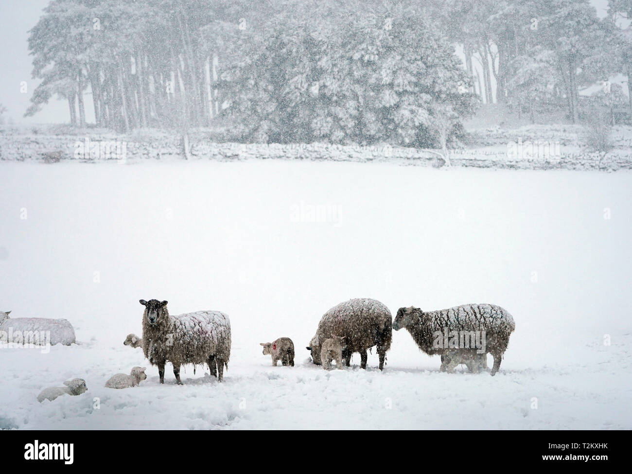 Pecore e agnelli neonato in una coperta di neve campo nei pressi di Allendale, Northumberland, dopo che le temperature immerso al di sotto del congelamento per tutta la notte. Foto Stock