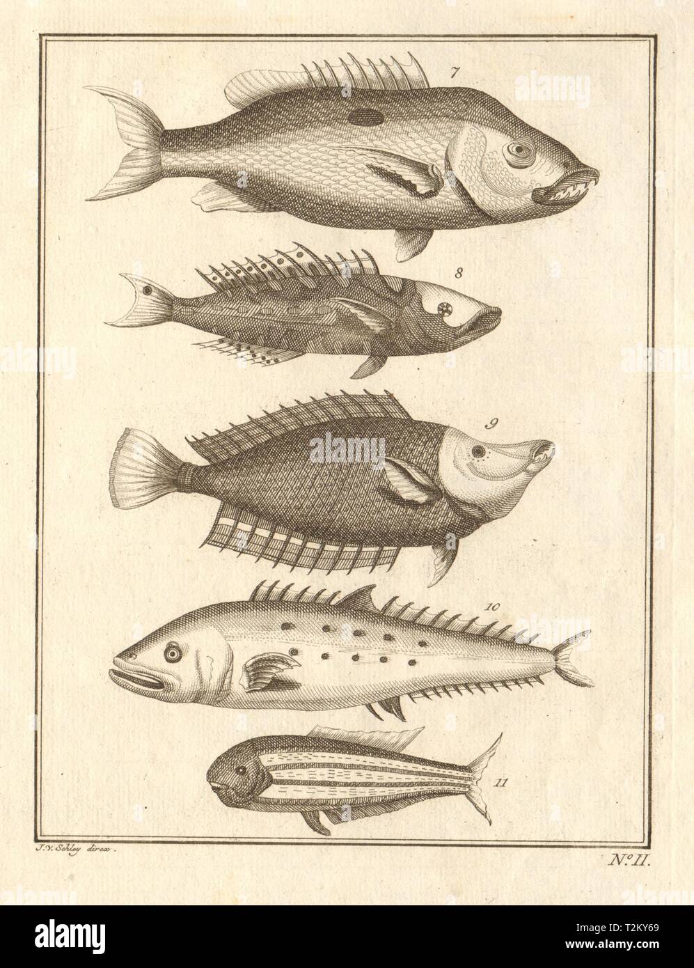 II. Poissons d'Ambione. Indonesia Molucche Maluku pesci tropicali. SCHLEY 1763 Foto Stock