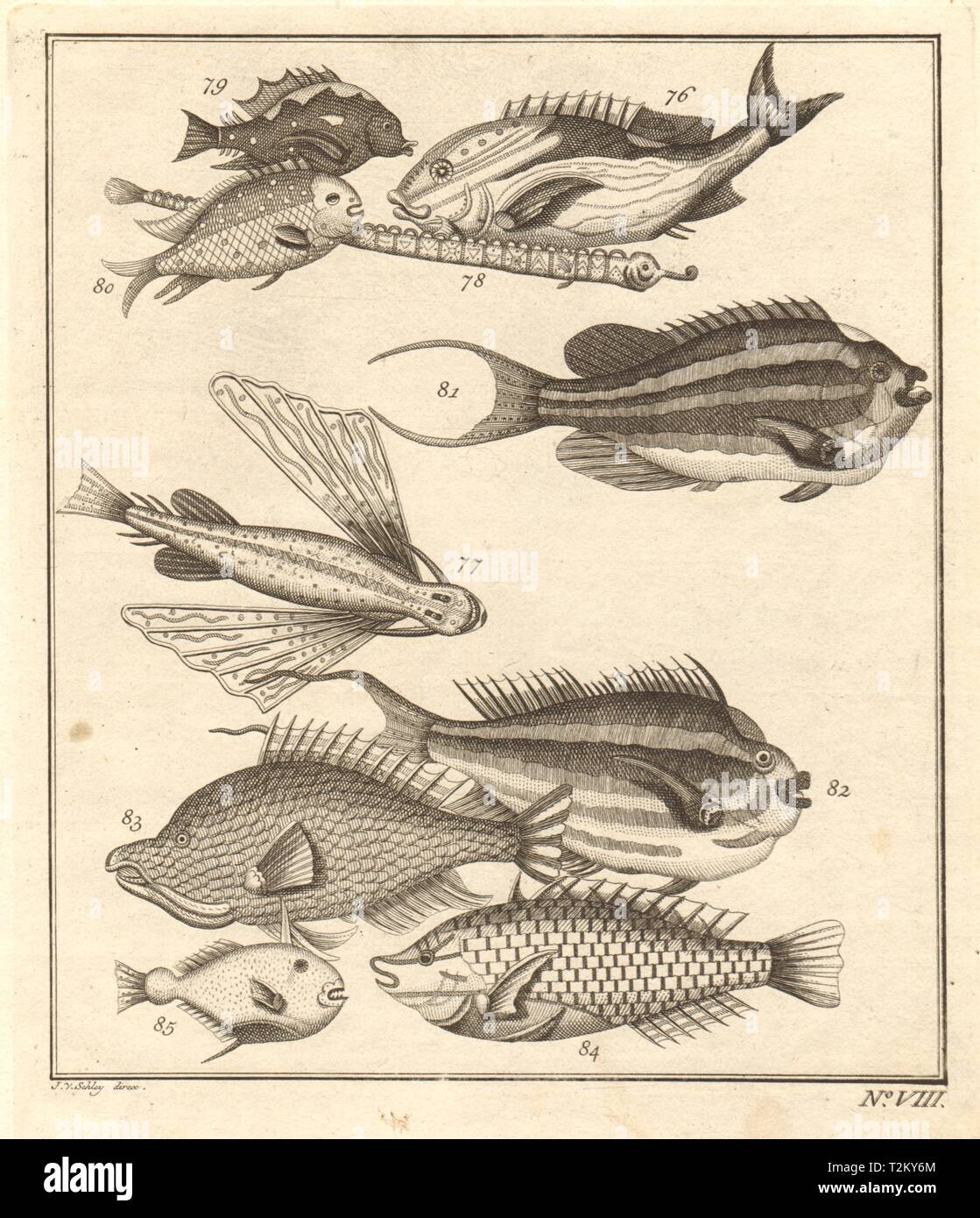 VIII. Poissons d'Ambione. Indonesia Molucche Maluku pesci tropicali. SCHLEY 1763 Foto Stock