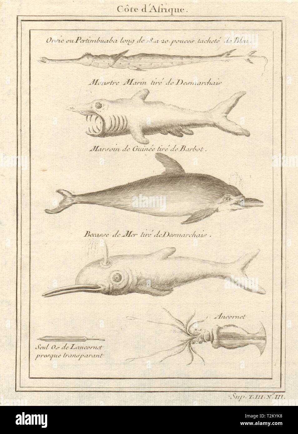 Pesce africano. Cornetfish. Lo squalo elefante. Dolphin. Seasnipe. Calamari 1747 stampare Foto Stock