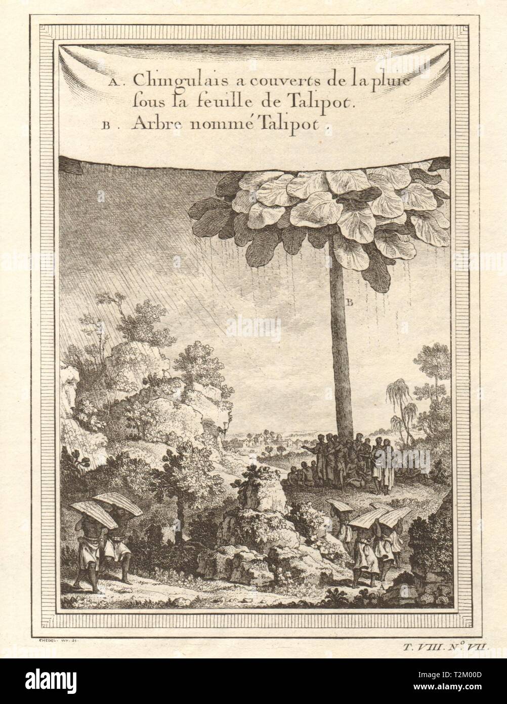 Lo Sri Lanka. Si ripara dalla pioggia sotto Talipot palm. Corypha umbraculifera 1750 Foto Stock