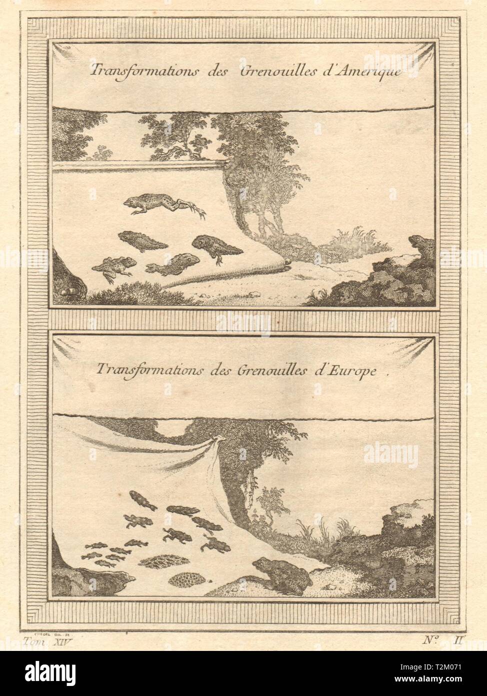 "Trasformazione des Grenouilles'. American & European frog metamorfosi 1757 Foto Stock