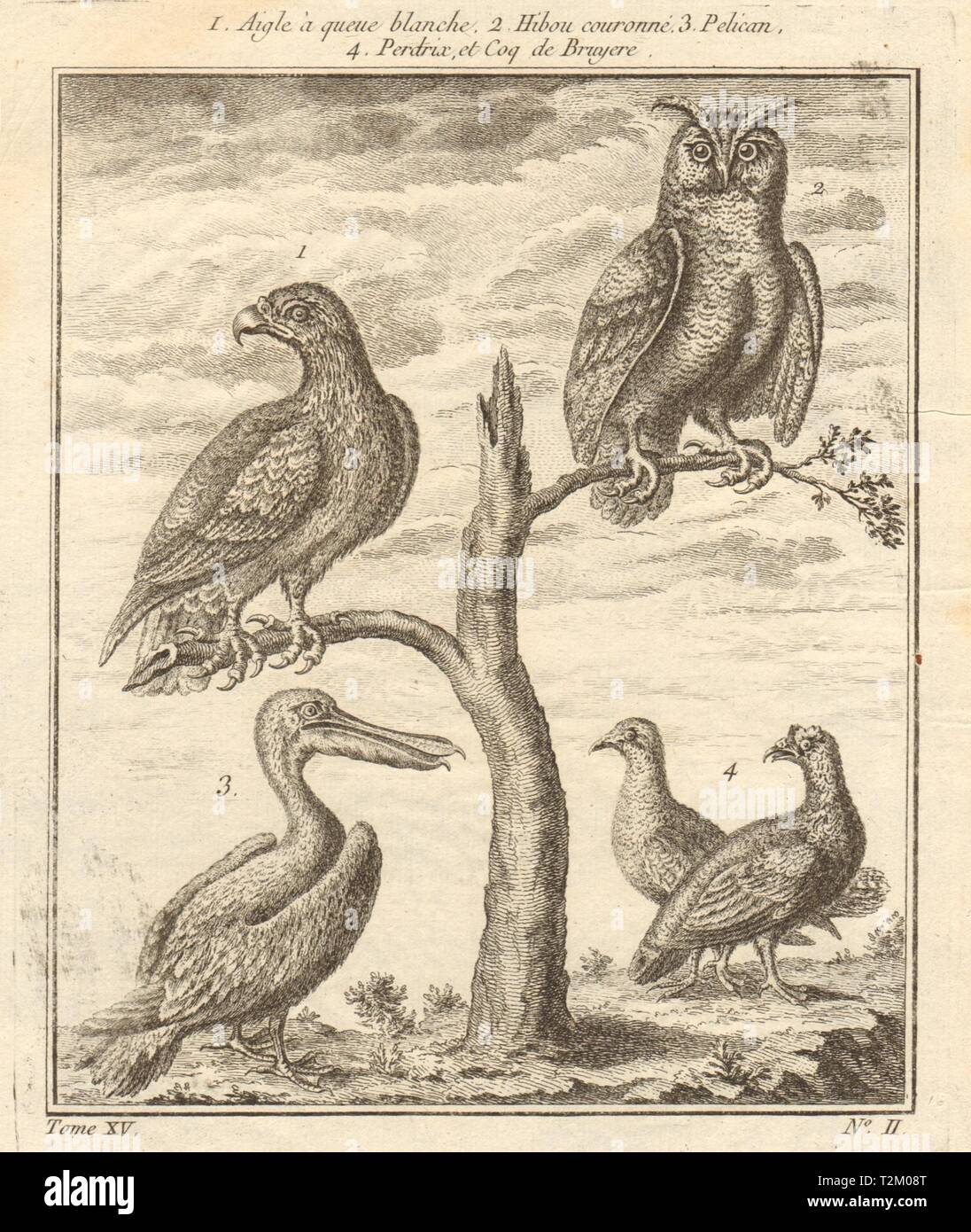 White Tailed eagle. Incoronato il gufo. Pellicano. Pernice. Gallo cedrone 1759 stampare Foto Stock