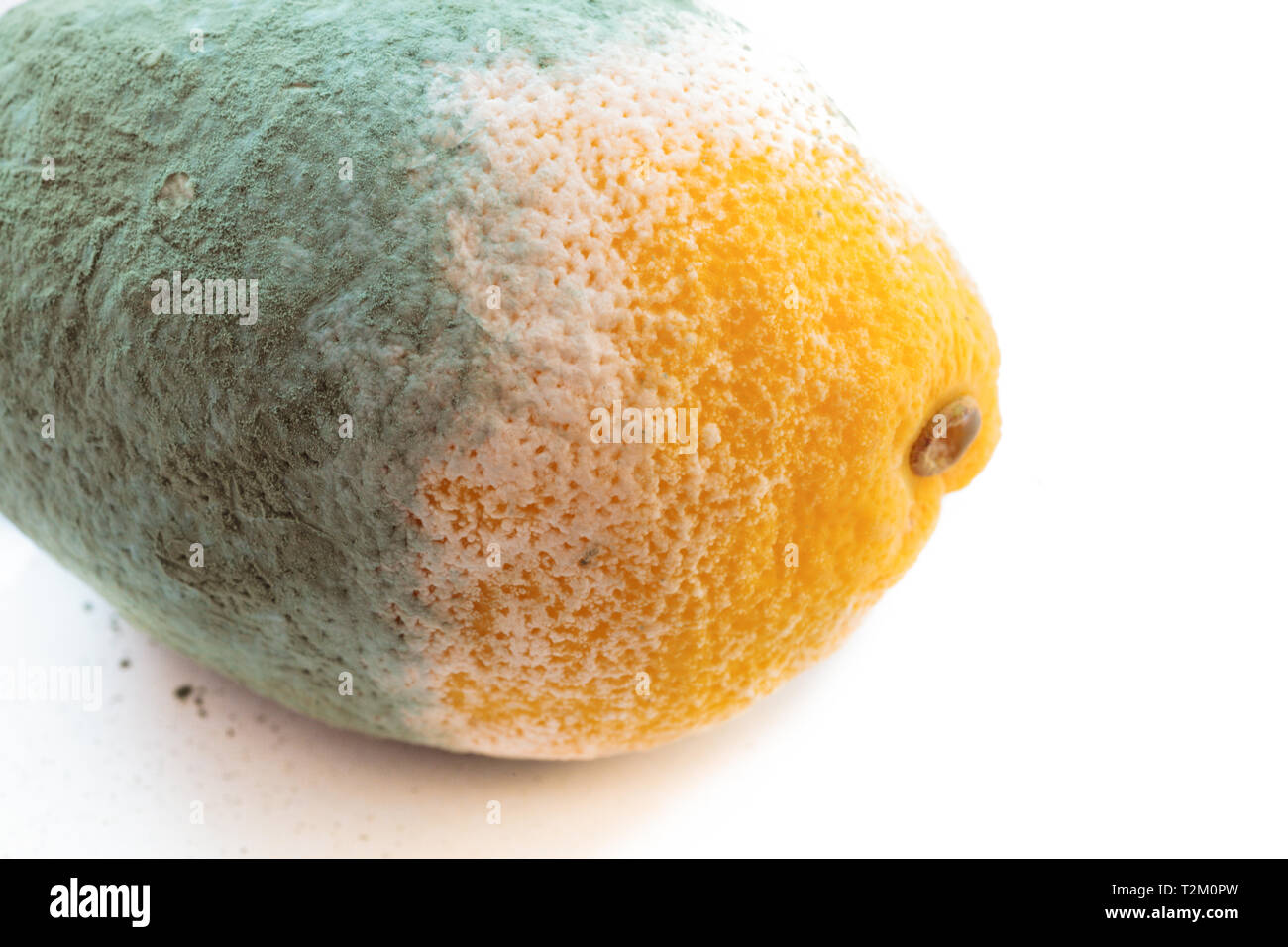 Primo piano della muffa verde limone agrumi isolato su bianco. Danneggiato il cibo. Foto Stock