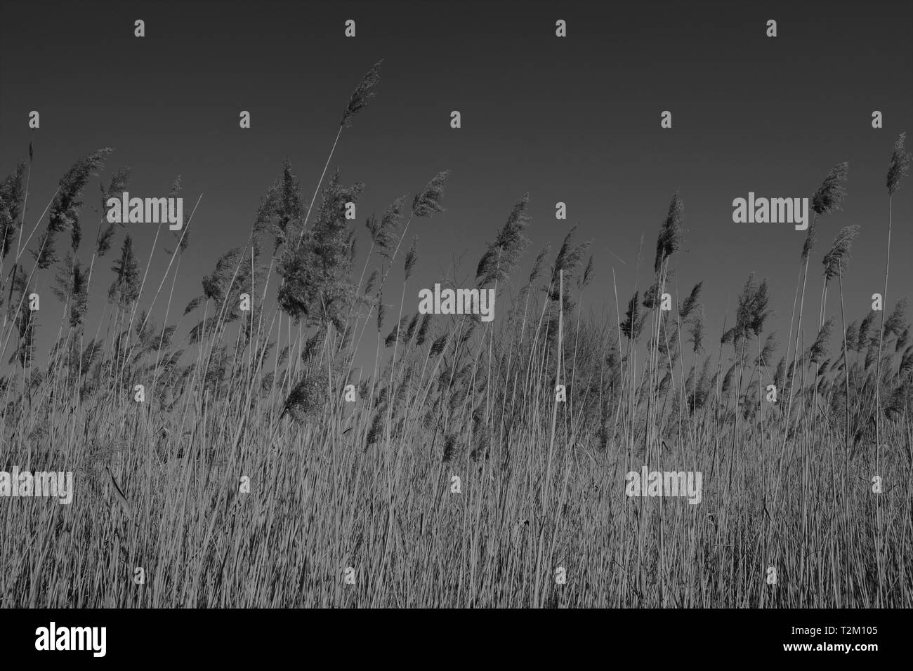 Un impianto di Typha vicino a un campo in bulgaro con sky sullo sfondo Foto Stock