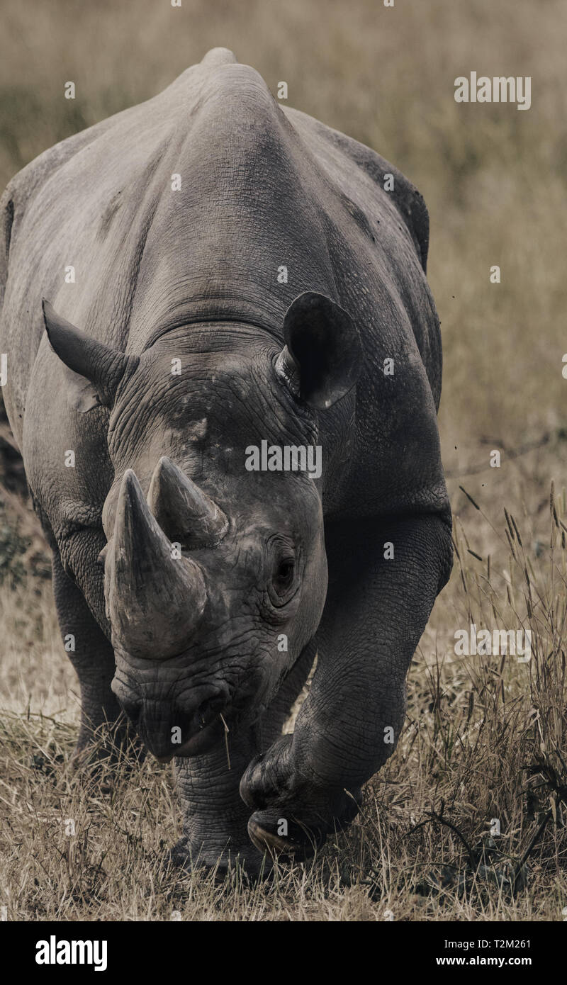 Il rinoceronte nero a Yorkshire Wildlife Park Foto Stock