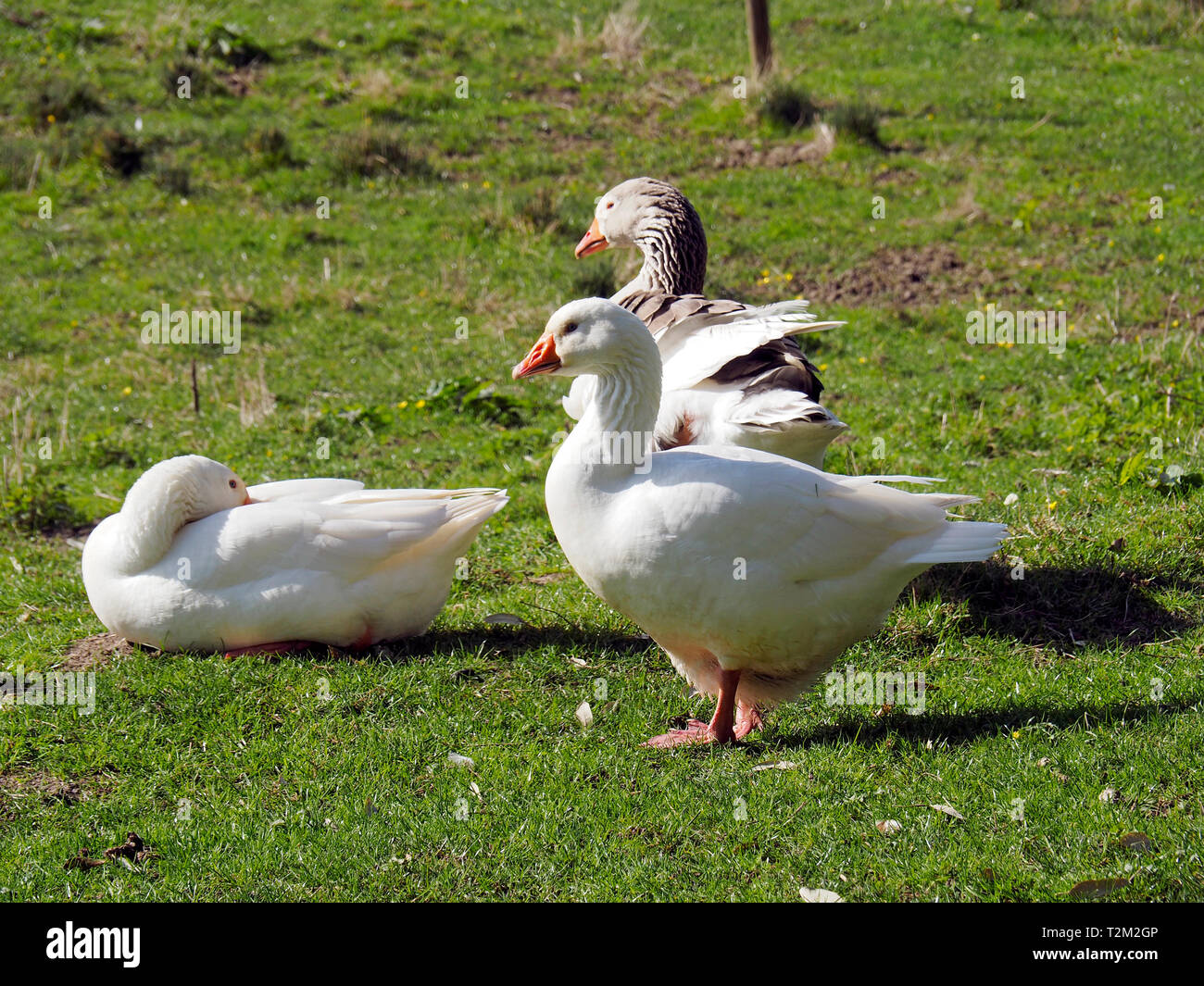 Oche domestiche di riposo in un prato erboso. Foto Stock