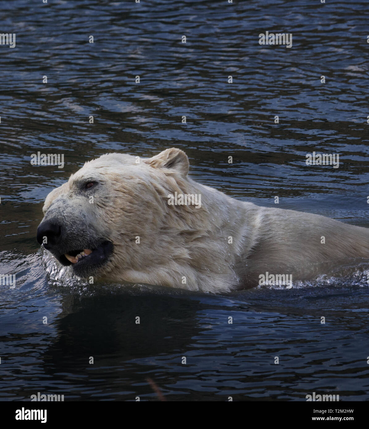 Gli orsi polari a Yorkshire Wildlife Park Foto Stock
