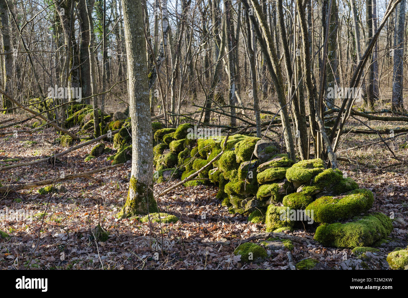 Coperte di muschio secco parete di pietra in un bosco di latifoglie a l'isola Oland in Svezia Foto Stock