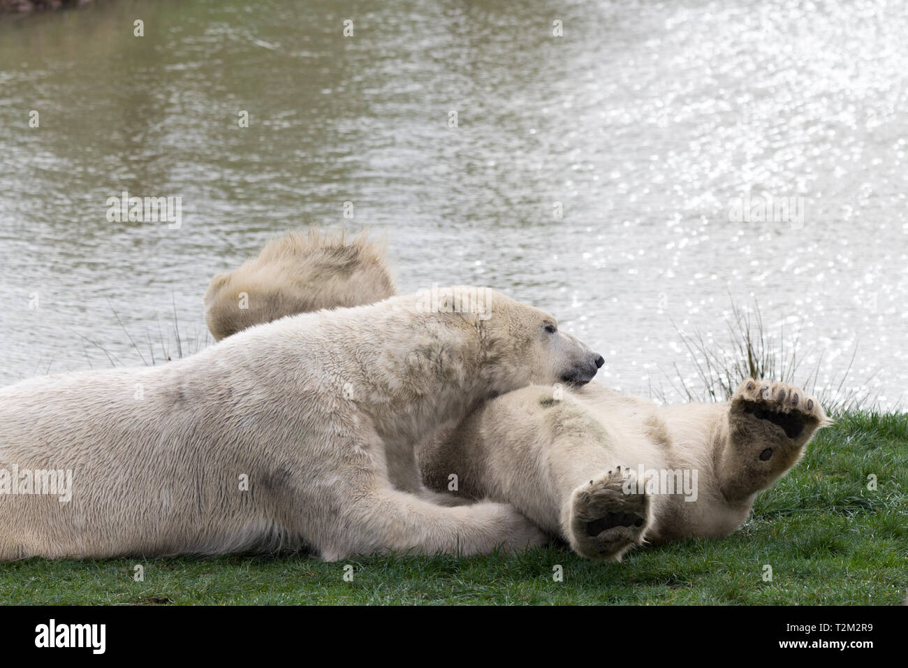 Gli orsi polari a Yorkshire Wildlife Park Foto Stock