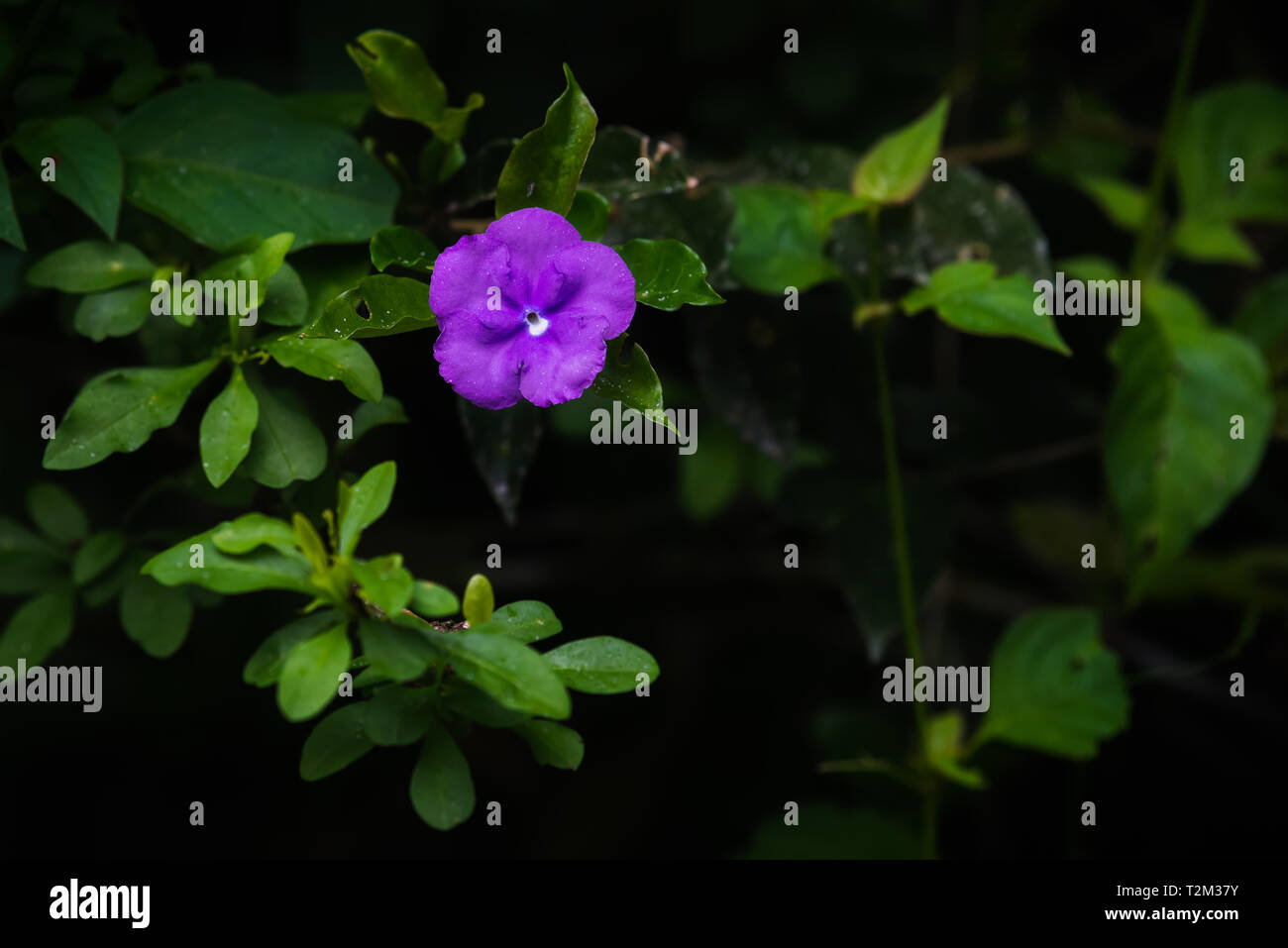 Isolato di fiori viola in piedi al di fuori di un arbusto verde in una foresta pluviale scuro pavimento. Foto Stock