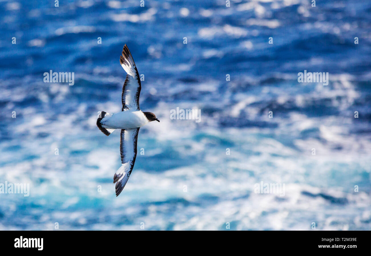 Cape Petrel, Daption capense nel passaggio di Drake, Oceano Meridionale. Foto Stock