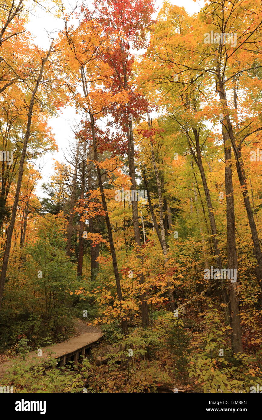 Algonquin Park in autunno, Canada Foto Stock