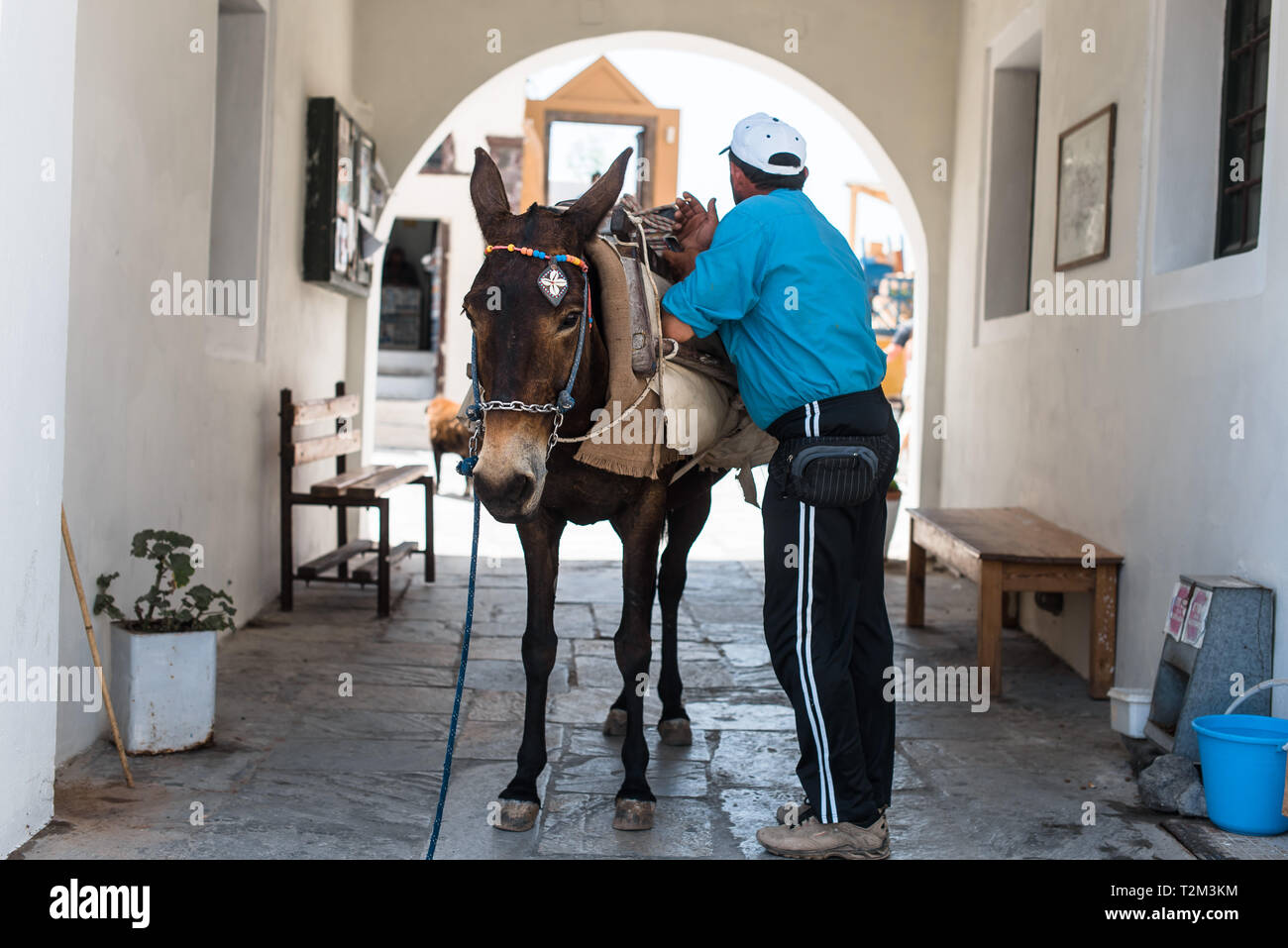 Un uomo e il suo asino per prendersi una pausa da scatole di trasporto attraverso le strade dell'isola greca di Santorini. Foto Stock