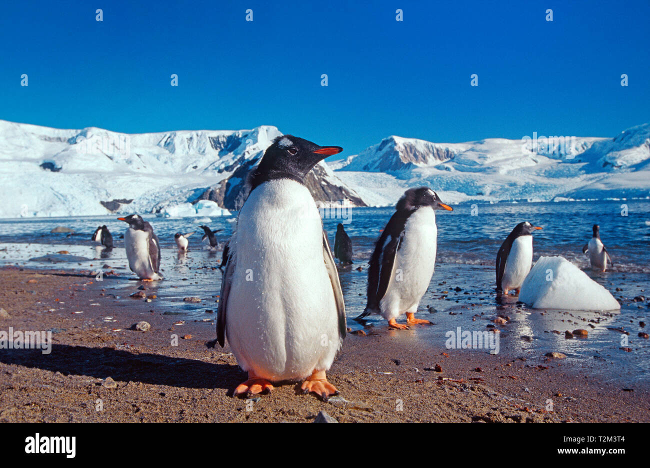 Pinguino Gentoo (Pygoscelis papua), gruppo a Beach, Port Lockroy, Penisola Antartica, Antartico Foto Stock