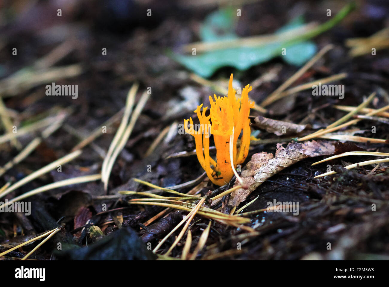 Giallo staghorn (anche adattato Jelly corna fungo, Calocera viscosa), crescendo in Nesscliffe, Shropshire, Inghilterra. Foto Stock