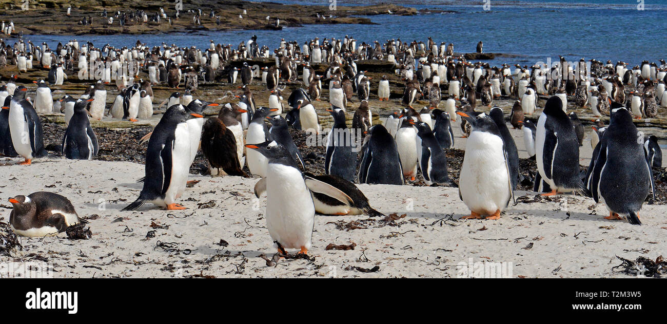 I pinguini di Gentoo (Pygoscelis papua), colonia di pinguini in tela di isola, isole Falkland, Regno Unito Foto Stock