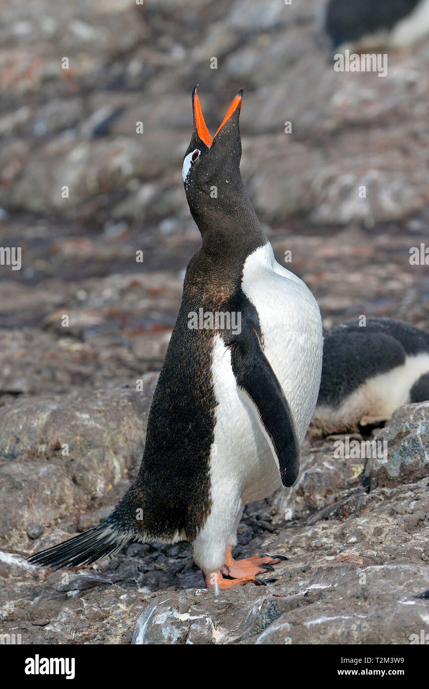 Pinguino Gentoo (Pygoscelis papua), testa sollevata, chiamando, Isola di carcassa, Isole Falkland, Regno Unito Foto Stock