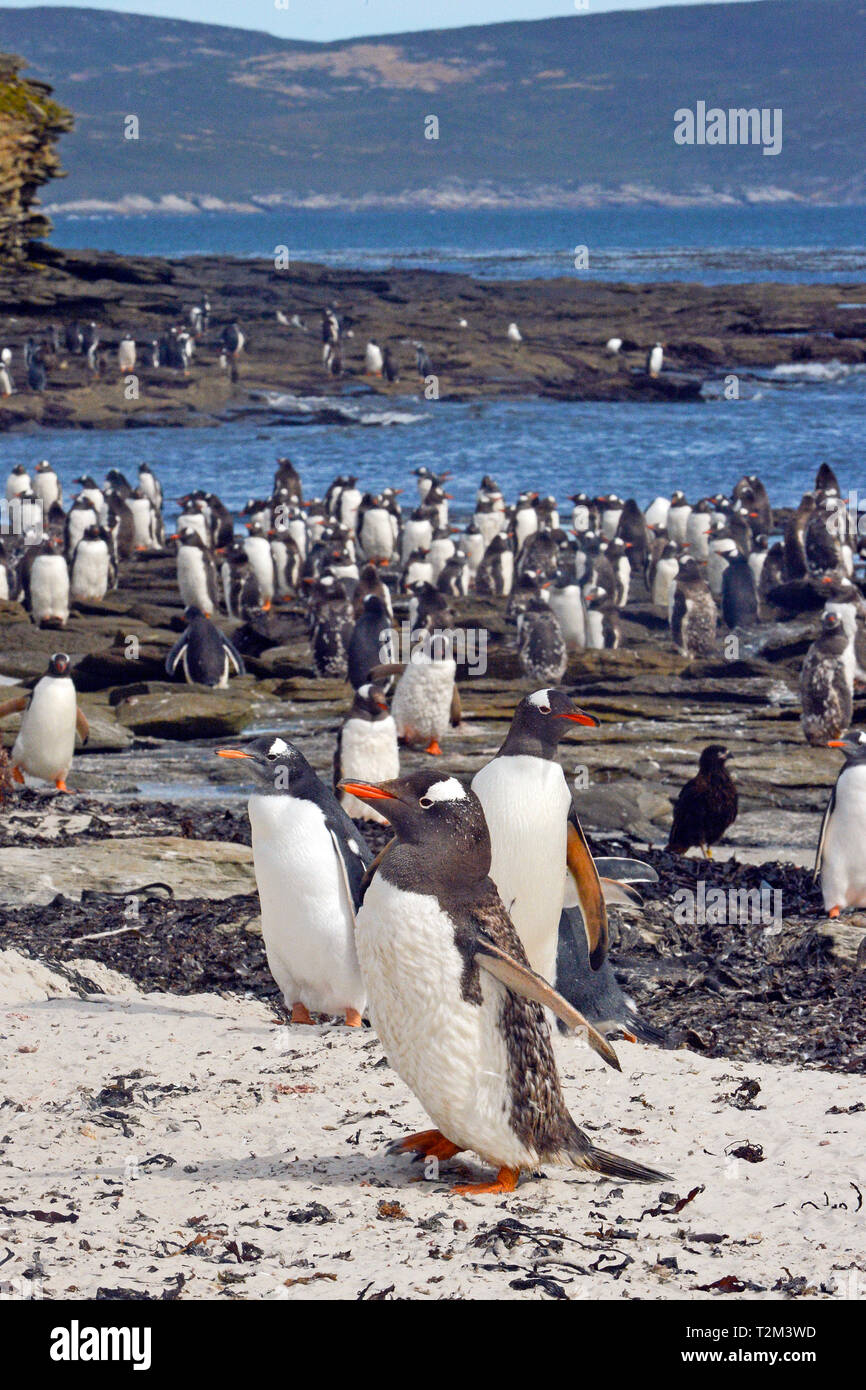 Pinguino Gentoo (Pygoscelis papua), colonia in spiaggia, Isole Falkland, Regno Unito Foto Stock