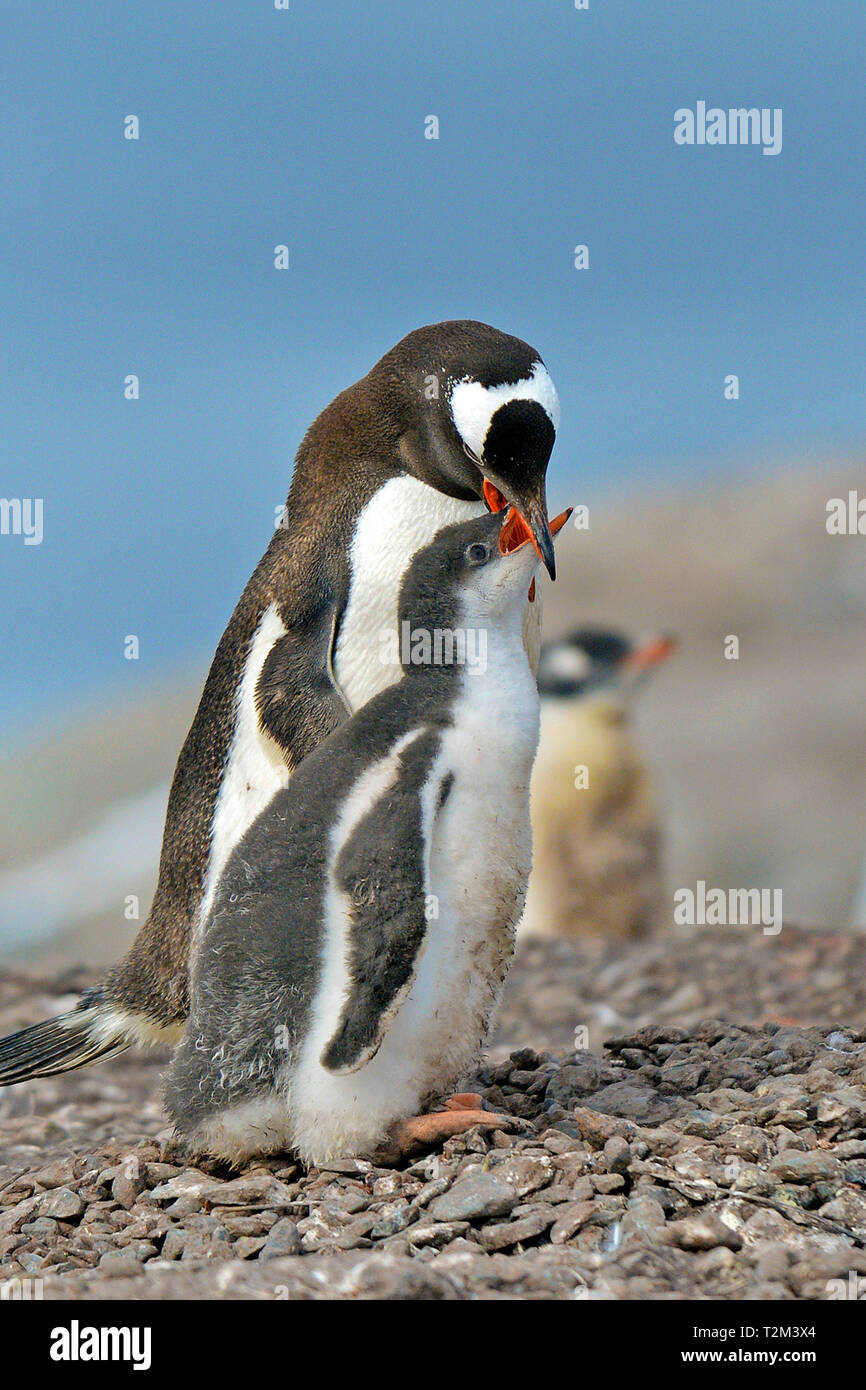 Pinguino Gentoo (Pygoscelis papua), feed adulti giovani, Stromness Bay, Isola Georgia del Sud Foto Stock