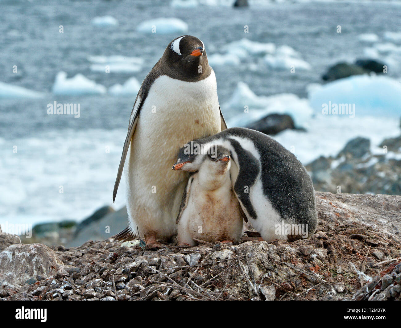 Pinguino Gentoo (Pygoscelis papua), Adulto con pulcini, Laurie Isola, Orkney Islands, Drake street, Antartico Foto Stock