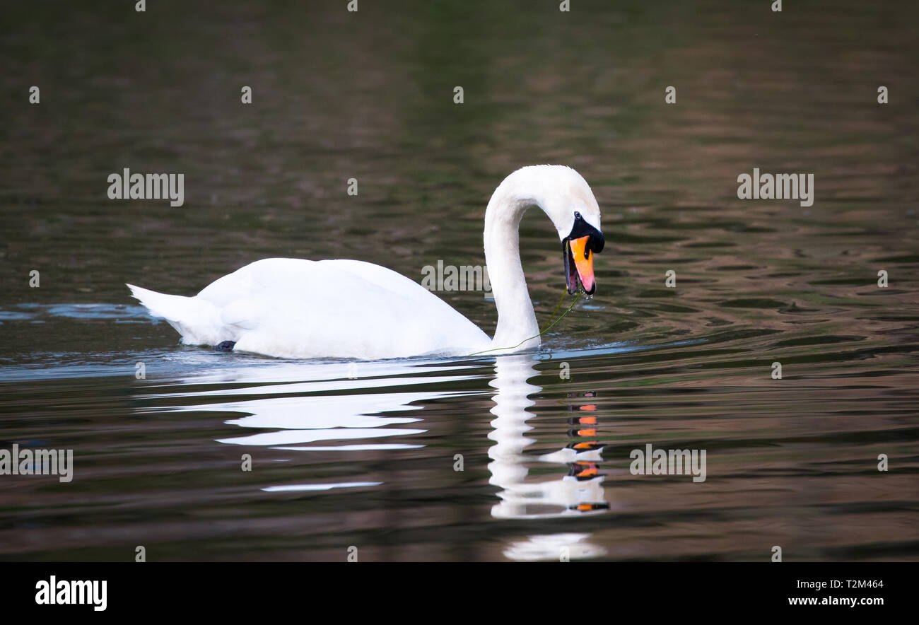 Un cigno (Cygnus olor) nuota nel fiume Severn e mangia piante acquatiche a Shrewsbury, Shropshire, Inghilterra. Foto Stock