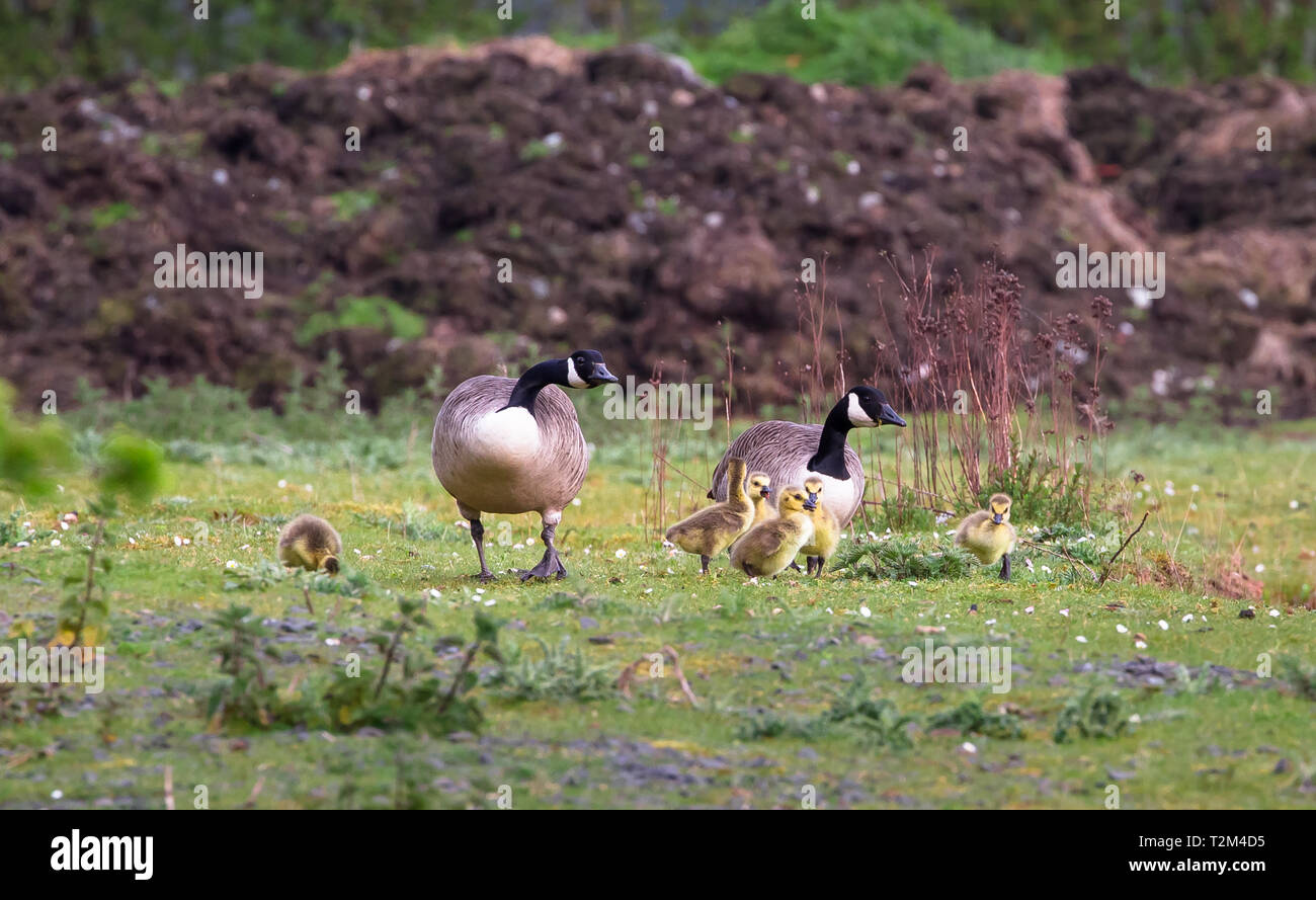 Una coppia di allevamento di oche del Canada (Branta canadensis) con sei goslings passeggiate su un campo erboso a Wood Lane Riserva Naturale nello Shropshire, Inghilterra. Foto Stock