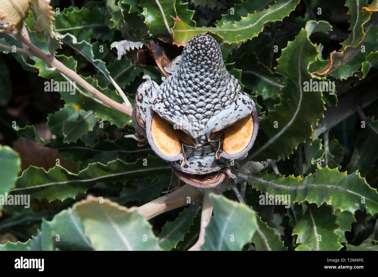 Menzies Banksia (Banksia menziesii) " banksia man' al Giardino Australiano, Cranbourne, Victoria Foto Stock