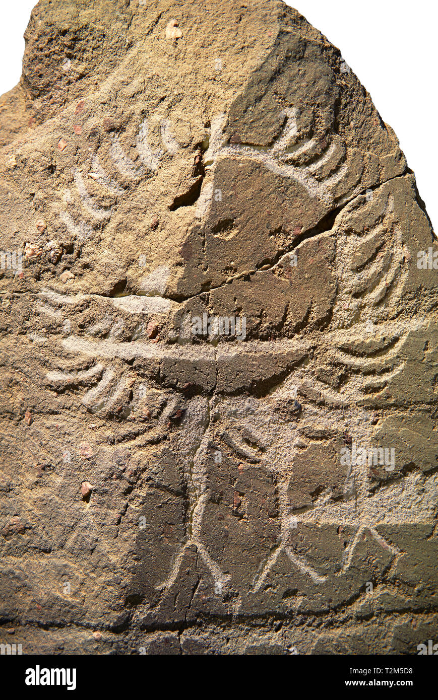 Petroglifi preistorici, incisioni rupestri, di disegni geometrici scolpiti dalla preistoria Camuni persone, Museo della Preistoria in Val Camonica, Italia Foto Stock