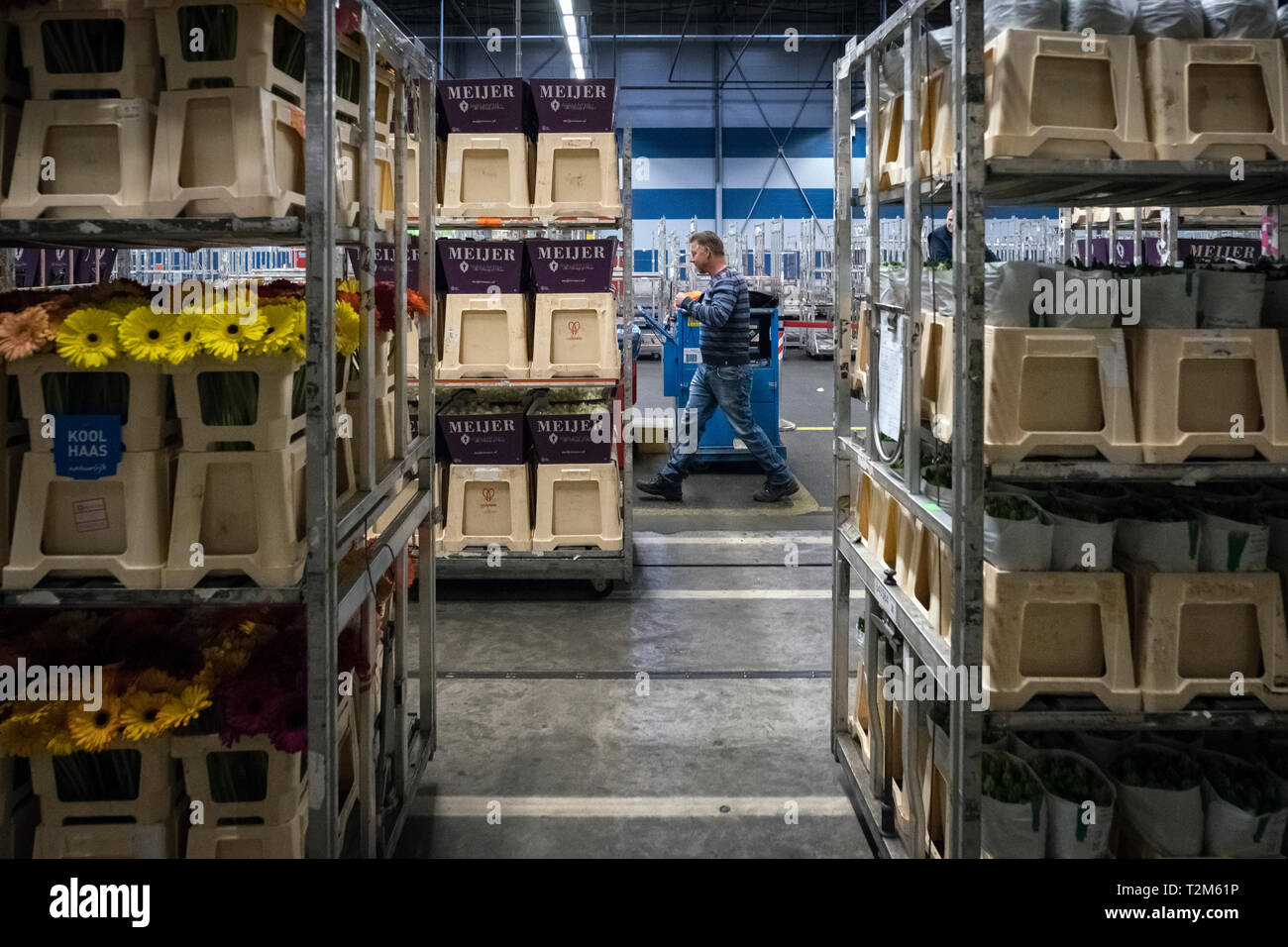 I lavoratori della società distribuire le scatole di fiori per essere inviati ai loro acquirenti. Tale asta è uno dei la più grande asta di fiori del mondo. Foto Stock