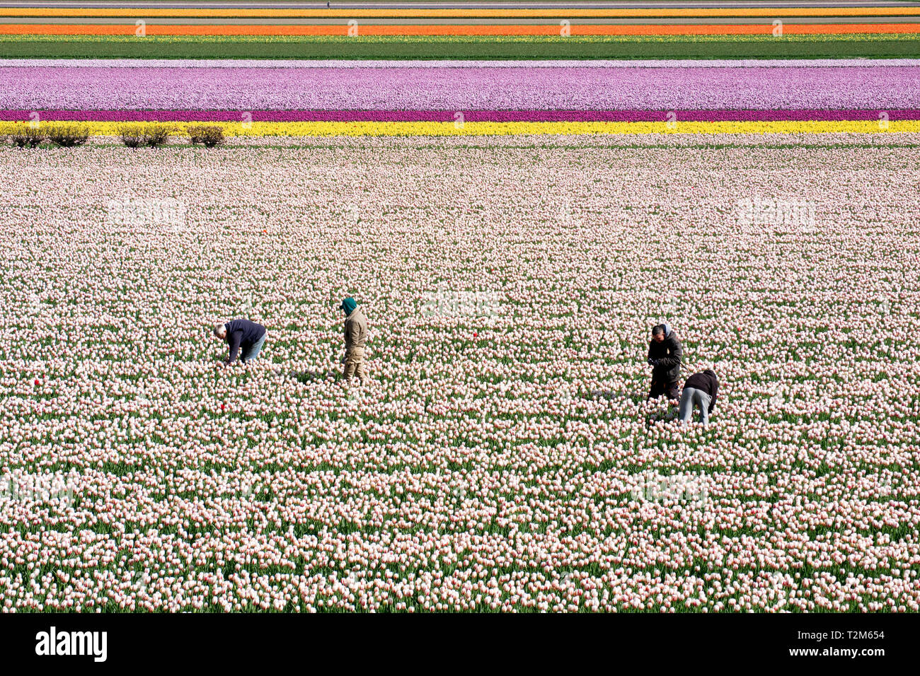 Un gruppo di lavoratori a piedi attraverso i campi di fiori vicino al parco Keukenhof. Foto Stock