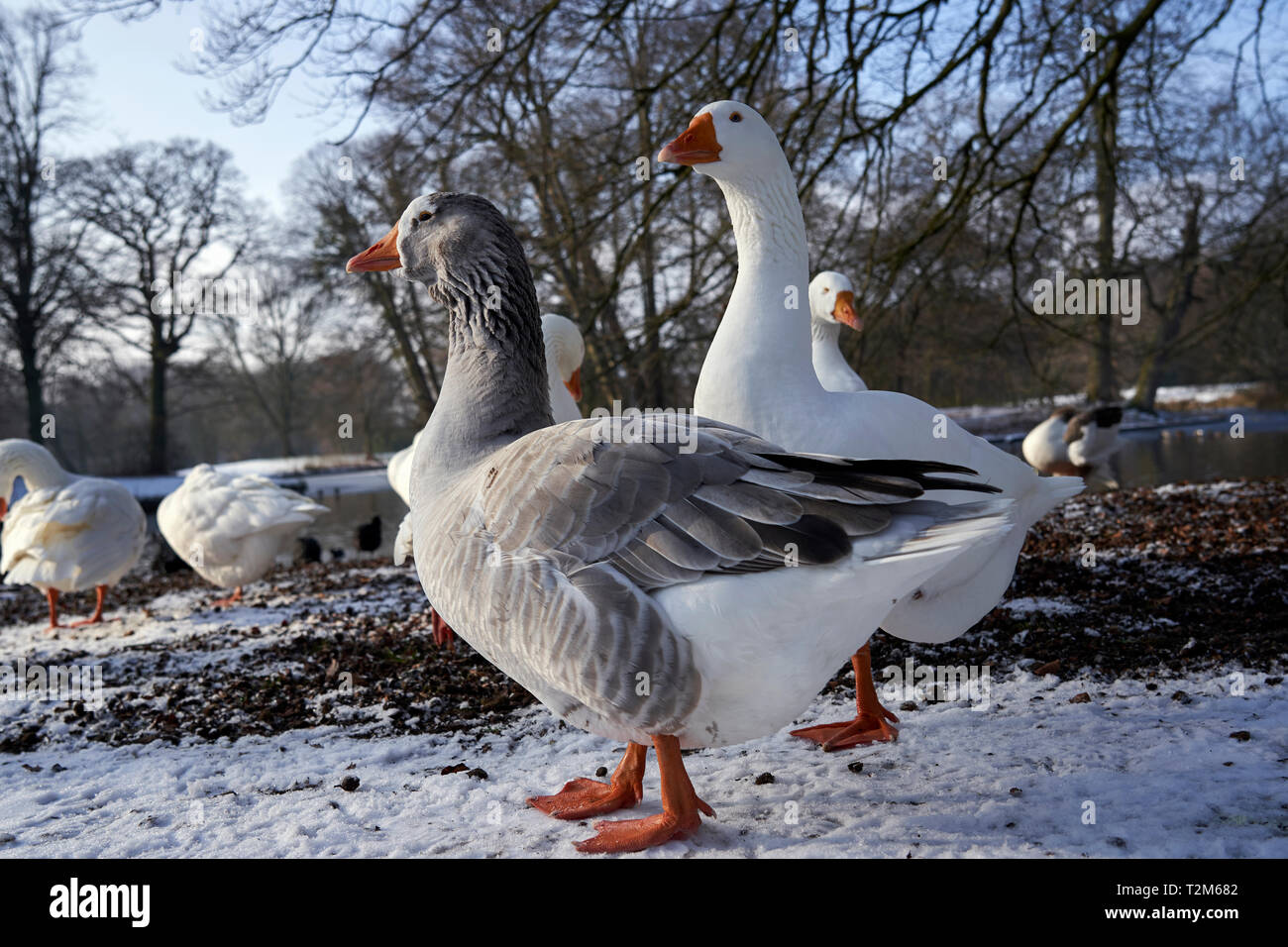 Un gruppo di oche in appoggio sulla neve in Bos Haagse Park Foto Stock
