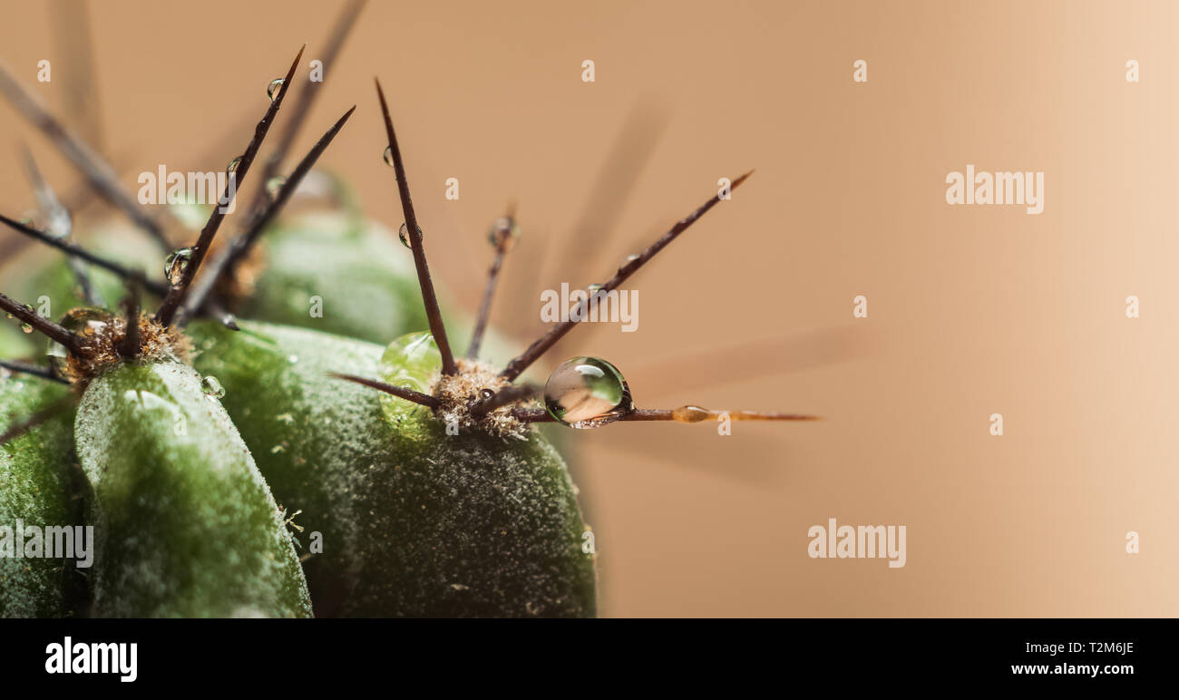 Macro Close-up di le spine di un cactus con gocce d'acqua Foto Stock