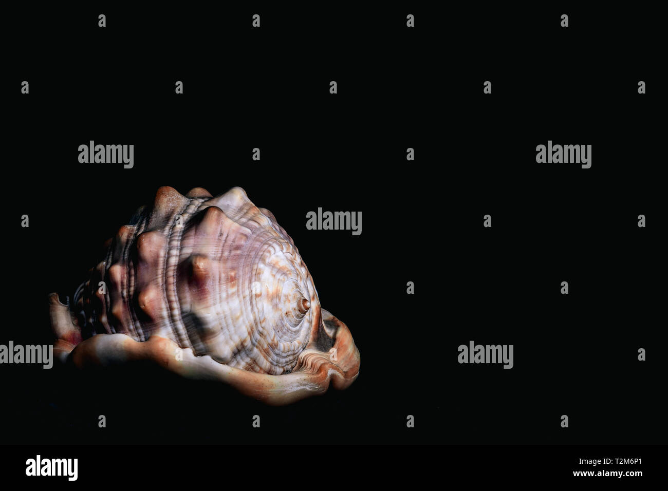 Un guscio tropicale isolata su uno sfondo nero al buio Foto Stock