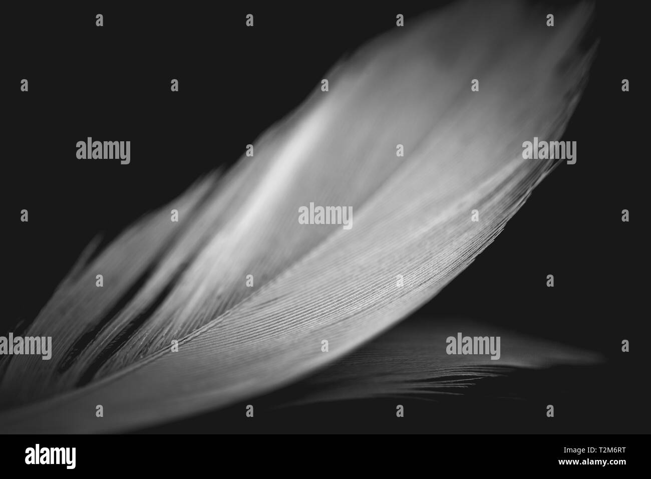 Close-up di un bianco giù con la colonna vertebrale e la barba in una immagine in bianco e nero con un oscuro sfondo uniforme Foto Stock
