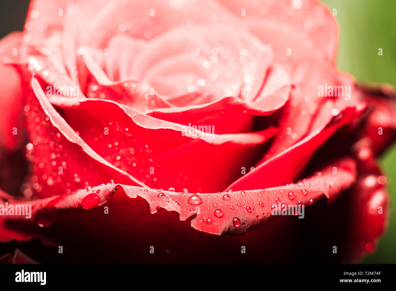 Close-up di una rosa, con i dettagli dei petali e gocce di acqua di rugiada Foto Stock