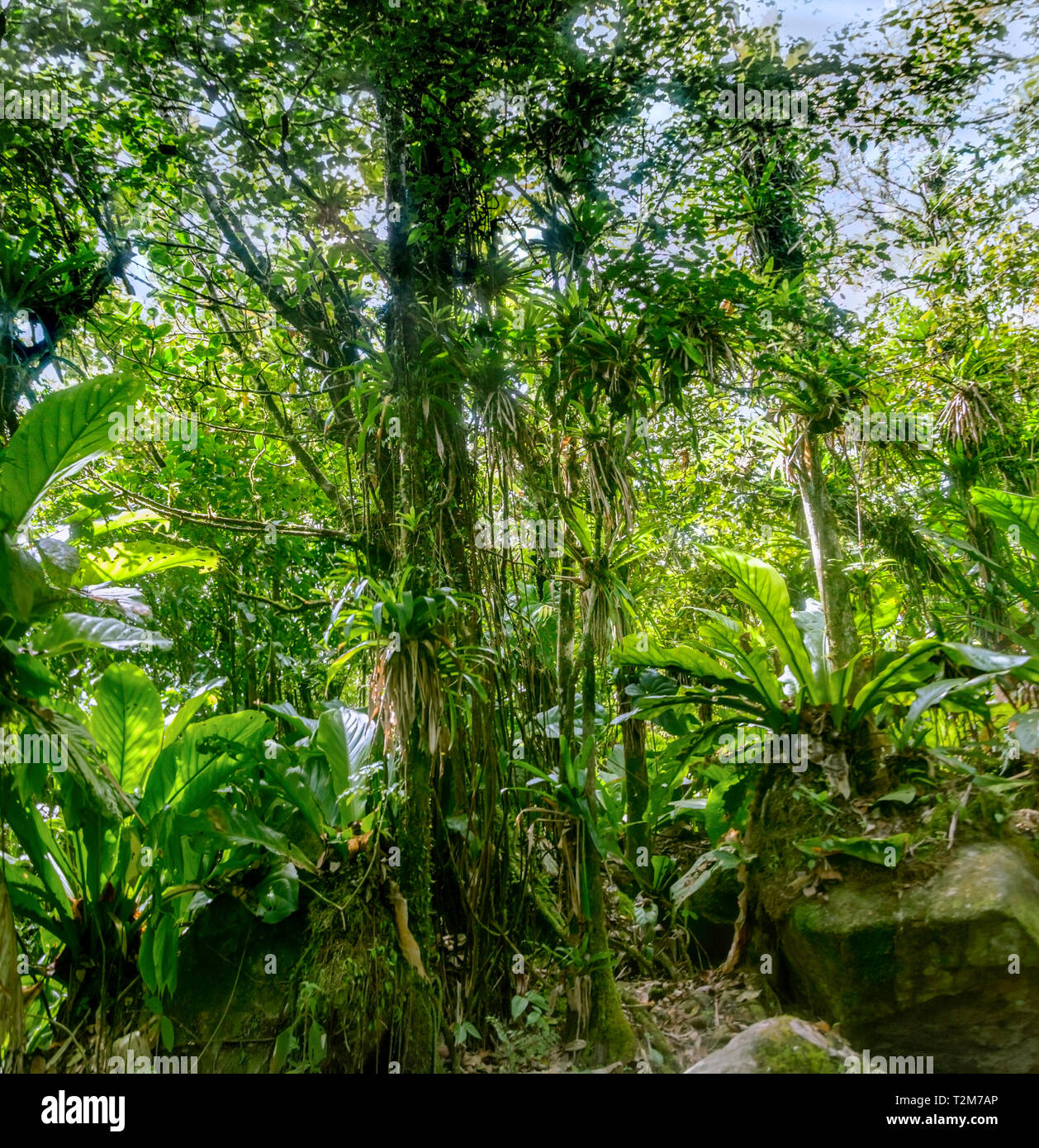 Verde Tropical Rainforest montane Saint Lucia,West Indies. Foto Stock