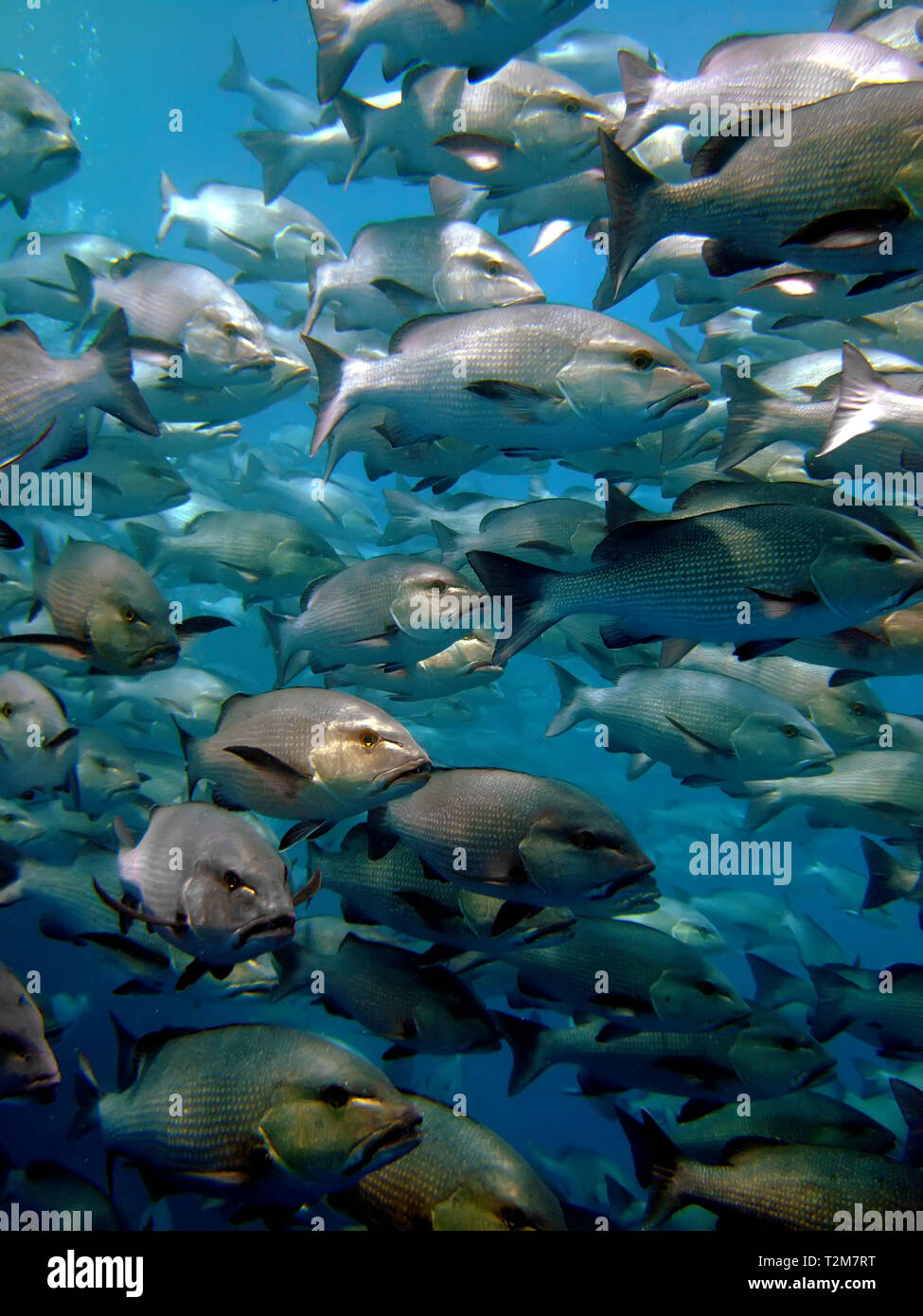 Twinspot snapper (Lutjanus bohar) Foto Stock