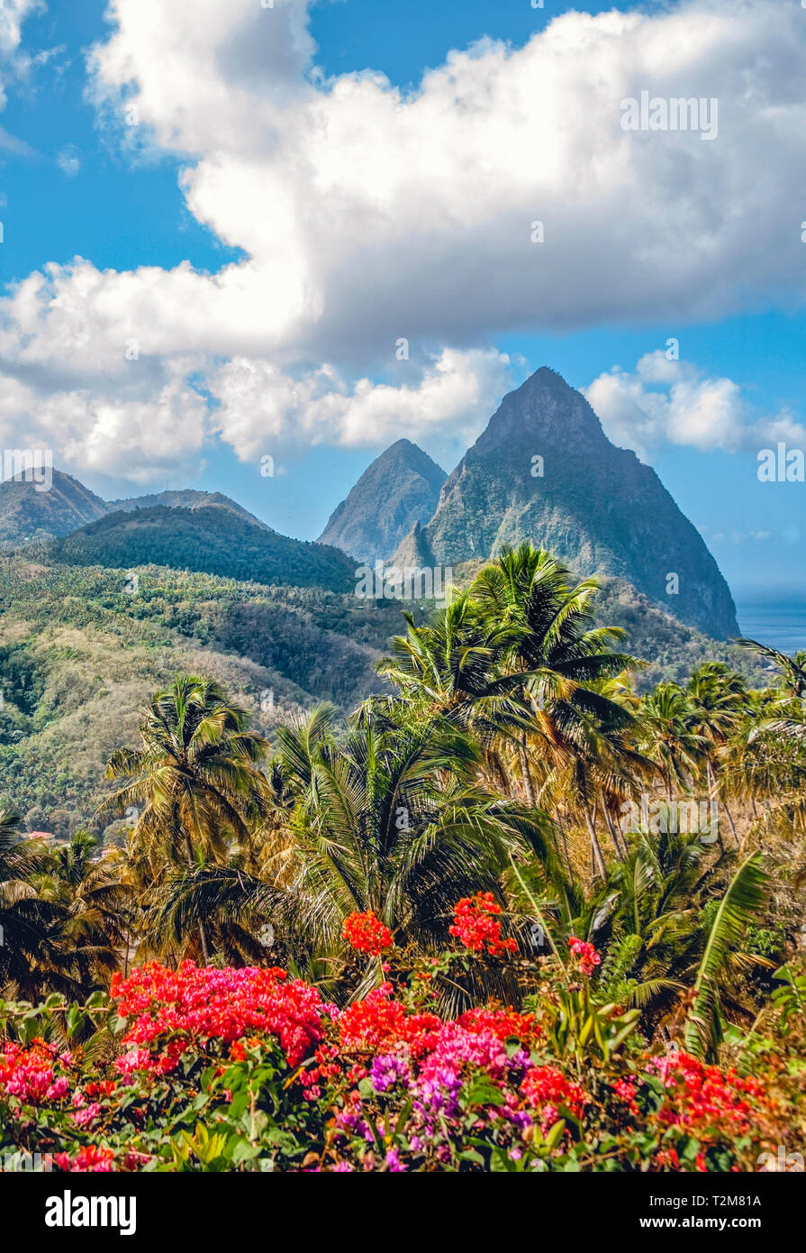 Due Chiodi di Saint Lucia dietro palme e luminose Bougainvilea blossoms. Foto Stock