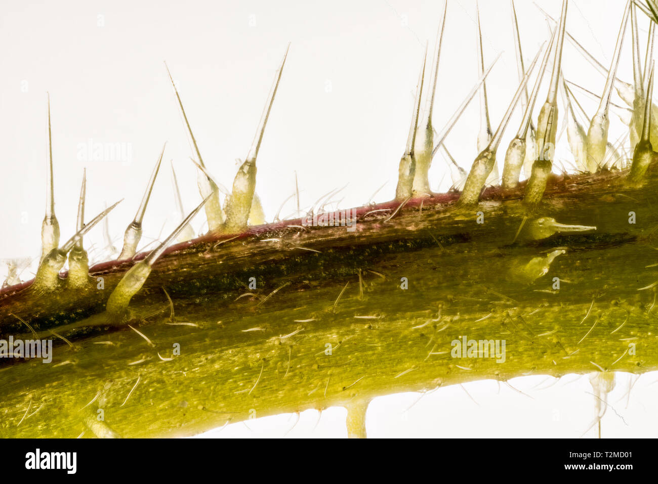 Messa a fuoco impilati, extreme close up di ortica stelo(Urtica dioica) che mostra il pungiglione cellule o tricoma peli. Cinque volte ingrandimento Foto Stock