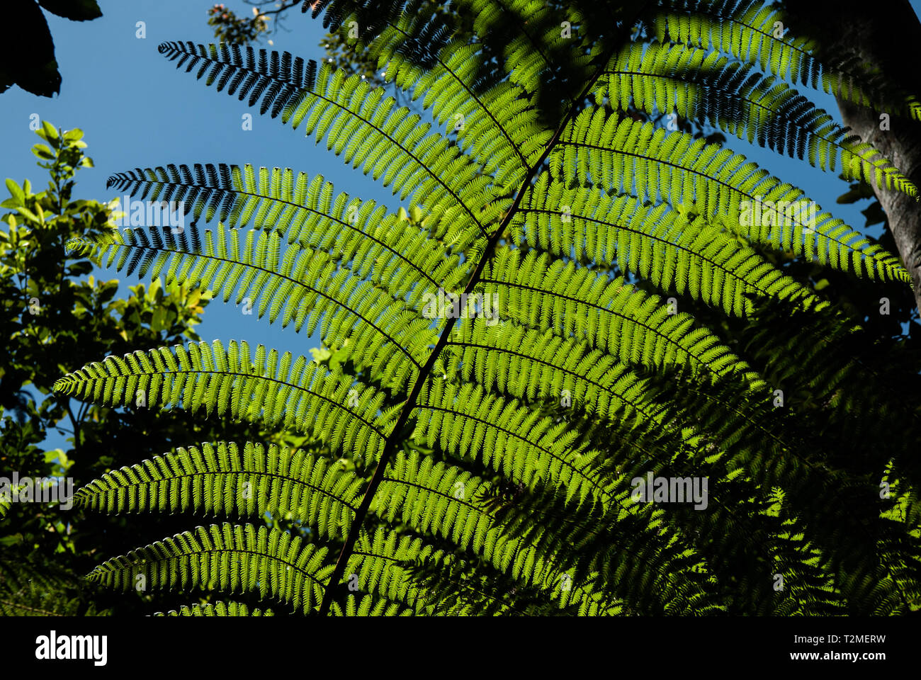 Una felce in una piccola radura in una forect tropicale è illuminato dal sole, le ombre sono i promemoria della Nuova Zelanda silver fern bandiere Foto Stock