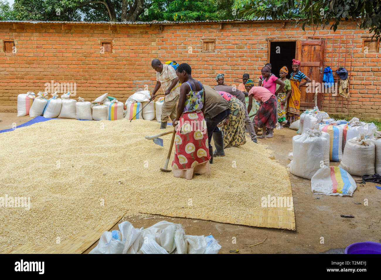Il team del Malawi di uomini e donne il trattamento di mais con un trattamento chimico prima della memorizzazione Foto Stock