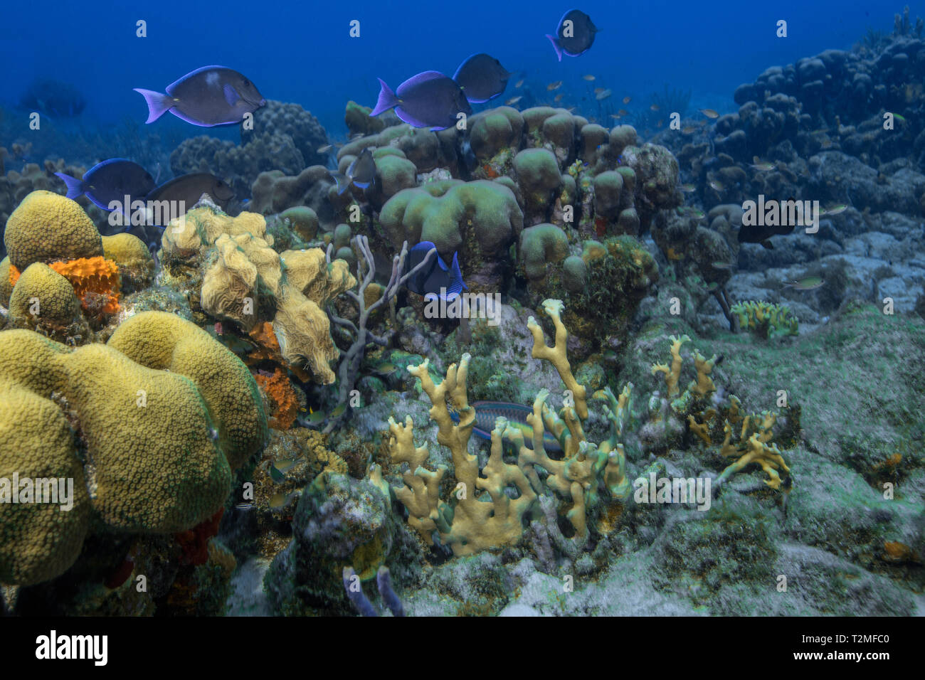 Seascape di corallo morbido e doctor fish, Curacao Foto Stock
