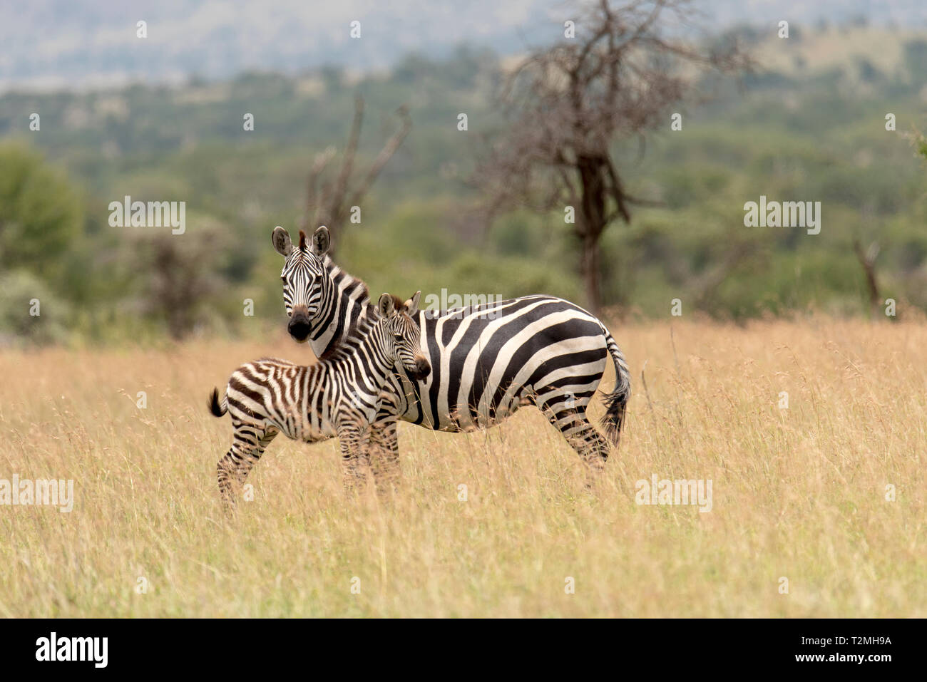 Zebra madre e puledro sulle pianure del Serengeti, Tanzania Foto Stock