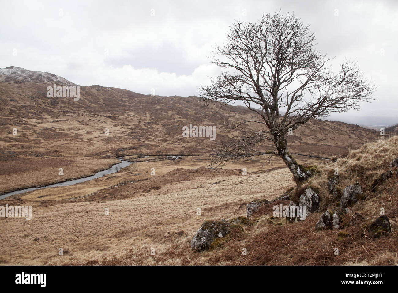 Rowan Sorbus acuparia albero in Glen Dubh Morvern Scotland Regno Unito Foto Stock