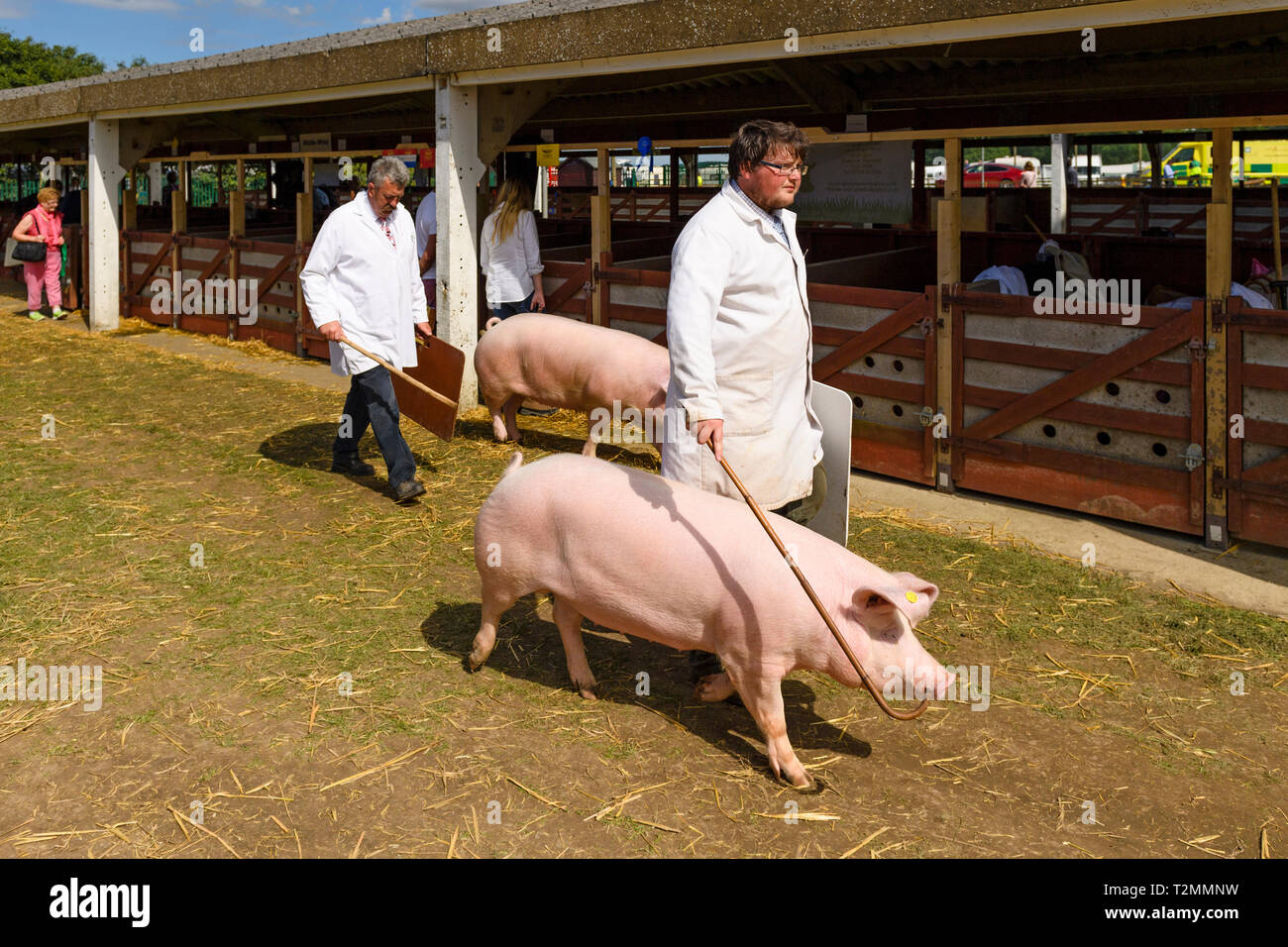 2 white suini (scrofe) & agricoltore gestori utilizzando bastoncini e schede madri, oltrepassando recinti per maiali a showground - il grande spettacolo dello Yorkshire, Harrogate, Inghilterra, Regno Unito. Foto Stock