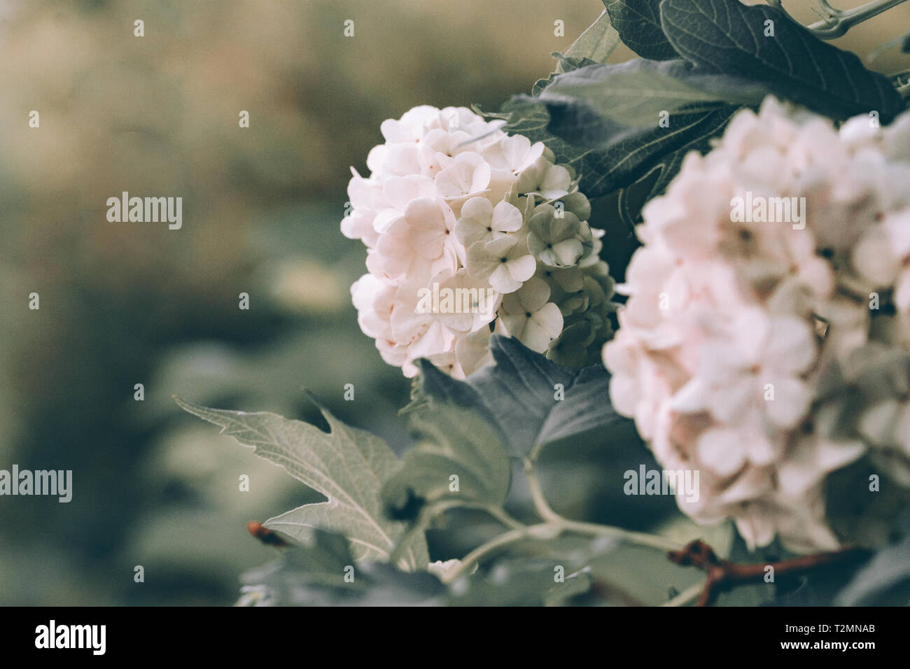 Viburnum fiori closeup Foto Stock