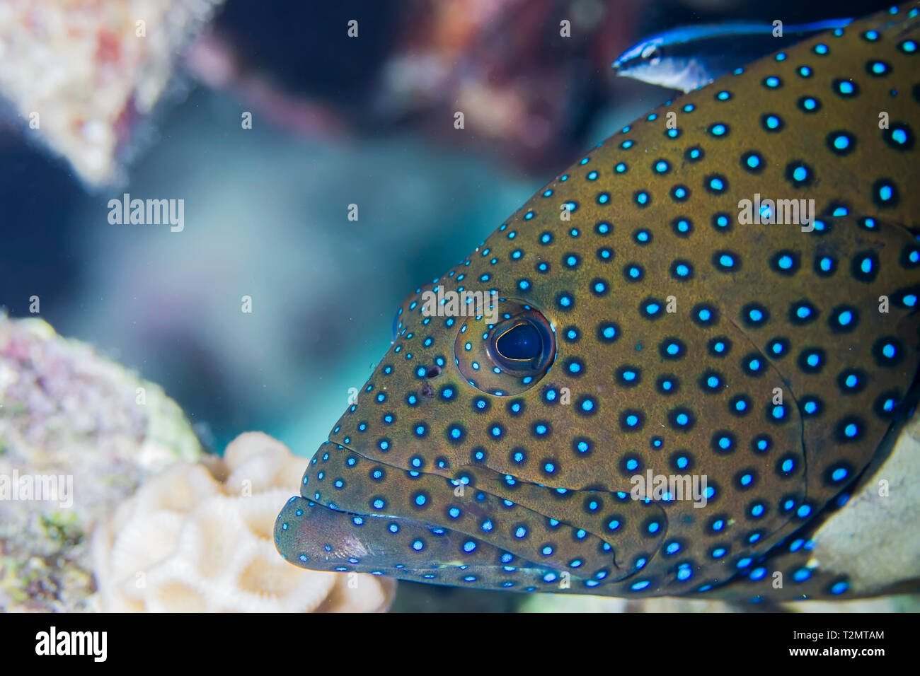 Peacock raggruppatore (cephalopholis argus), Mar Rosso, Egitto Foto Stock